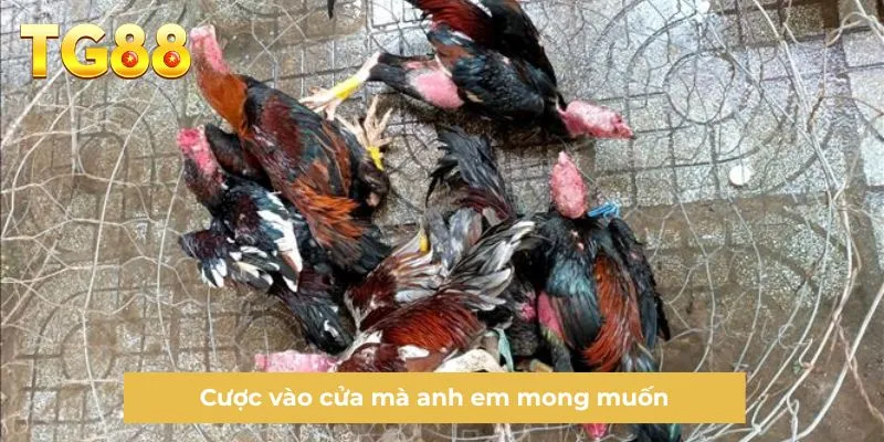 Cược vào cửa mà anh em mong muốn