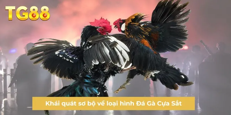 Khái quát sơ bộ về loại hình Đá Gà Cựa Sắt