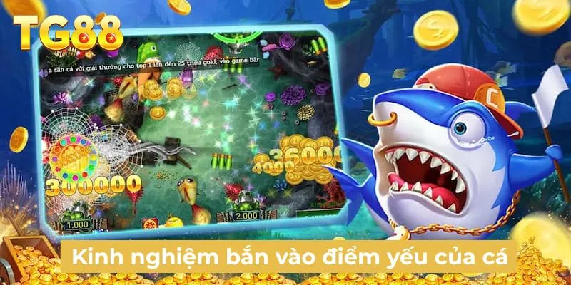 Kinh nghiệm bắn vào điểm yếu của cá