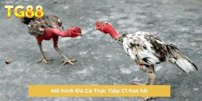 Mô hình Đá Gà Trực Tiếp C1 hot hit