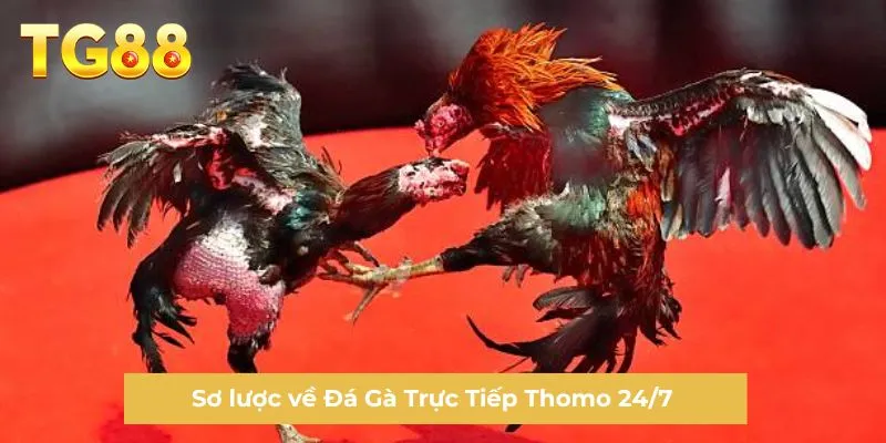 Sơ lược về Đá Gà Trực Tiếp Thomo 24/7 